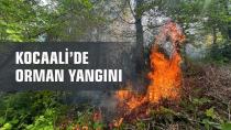 Kocaali'de orman yangını